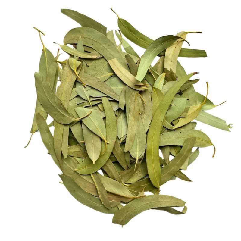 Eucalyptus feuilles bio